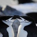 Chinstrap penguin