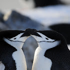 Chinstrap penguin