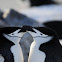 Chinstrap penguin