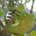 Escarabajo elefante