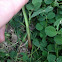 Johnson grass