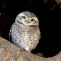Spotted Owlet