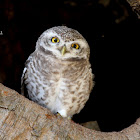 Spotted Owlet