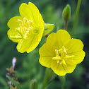 Small Sundrops