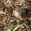 Wood Frog