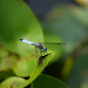 Blue Dasher