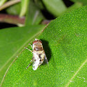 yellowish fly