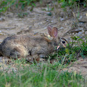 Swamp Rabbit