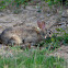 Swamp Rabbit
