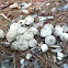 Gem-studded puffball