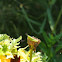 Bird Grasshopper (nymph)