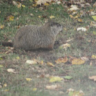 Woodchuck (Groundhog)