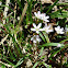Spring Beauty