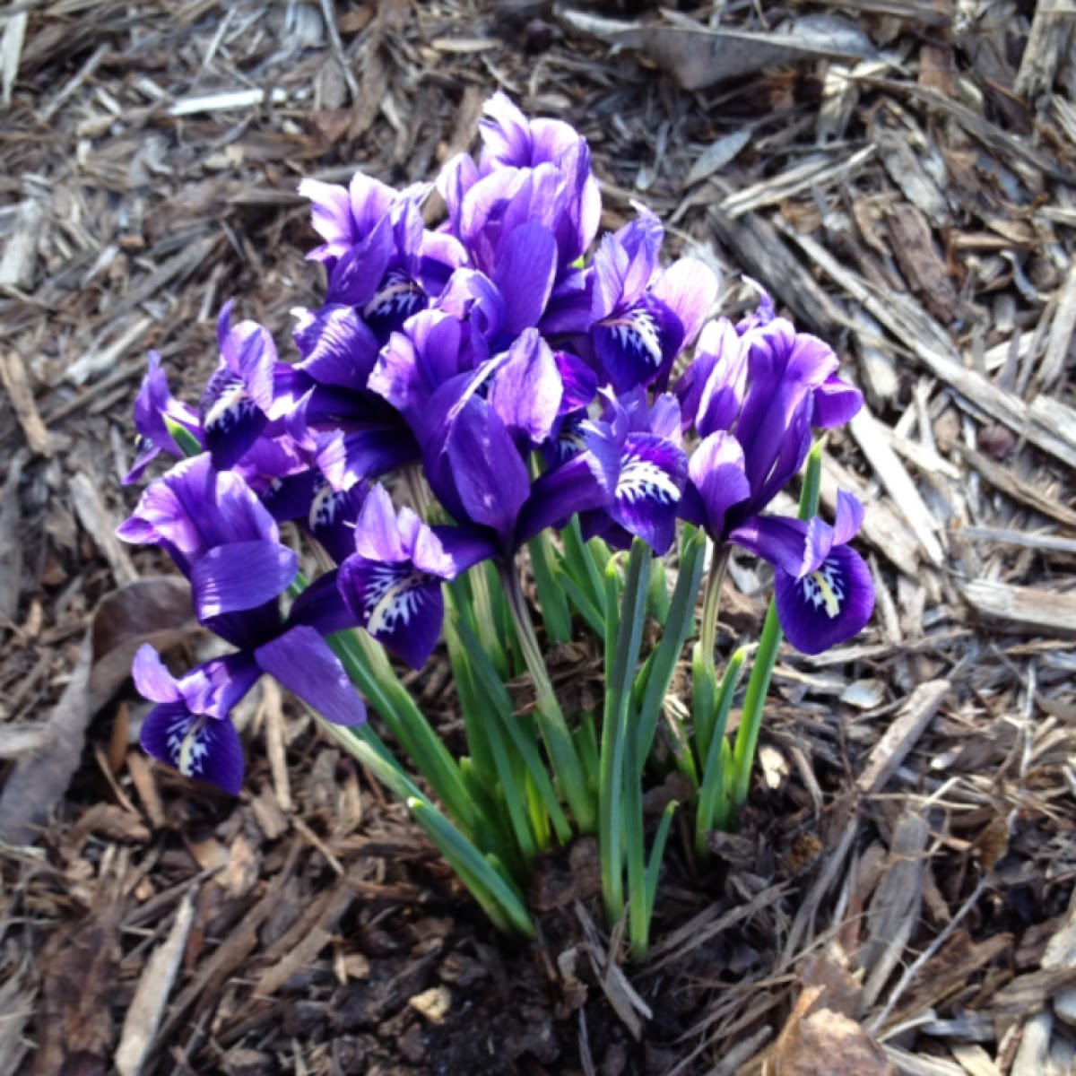 Miniature Iris