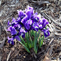 Miniature Iris