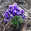 Miniature Iris