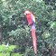 Scarlet Macaw