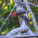 Red-bellied woodpecker