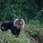 Lion Tail Maccaque