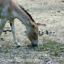 Turkmenian kulan