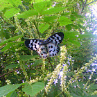 Blue Day Moth
