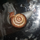 Bourgogne snail