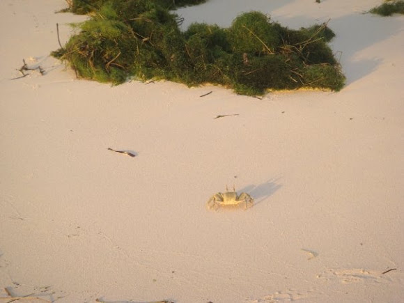 Spotting Image 1