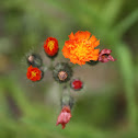 Hawkweed