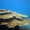 Table Coral