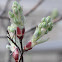 Low Serviceberry