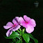 Madagascar Periwinkle