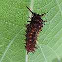 Pipevine Swallowtail Caterpillar