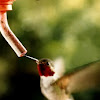 Tale of the Hummingbird
