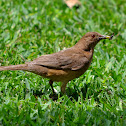 Yigüirro