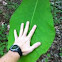Bigleaf Magnolia