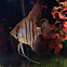 Common freshwater angelfish