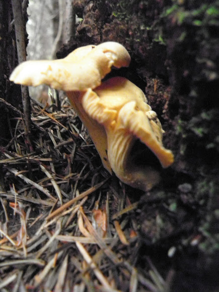 Spotting Image 1