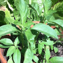 Lime basil