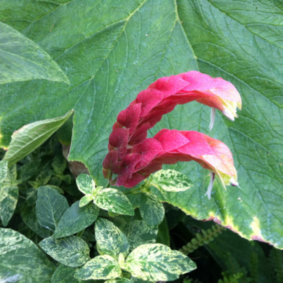 Spotting Image 1