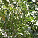 Lemon Tree