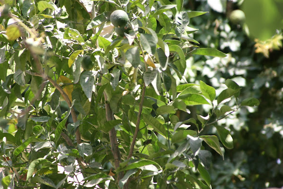 Spotting Image 1