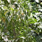 Lemon Tree