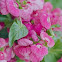 Pocketbook Plant or Lady's Purse