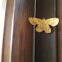 Crocus Geometer