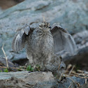 White-tailed Ptarmigan
