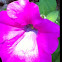 Petunia
