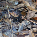 Wolf Spider