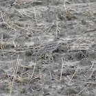 Stone Curlew