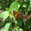 mariposa