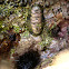 Chiton